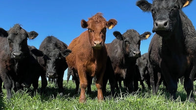 Pampas Steppe, Argentina